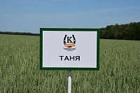 Таня