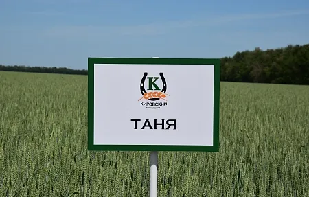 Таня