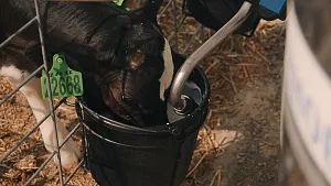 Животноводство