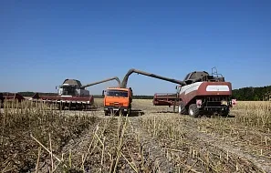 Мы убираем подсолнечник!